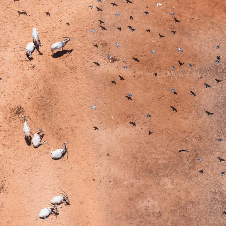 ראמים בספארי ברמת גן