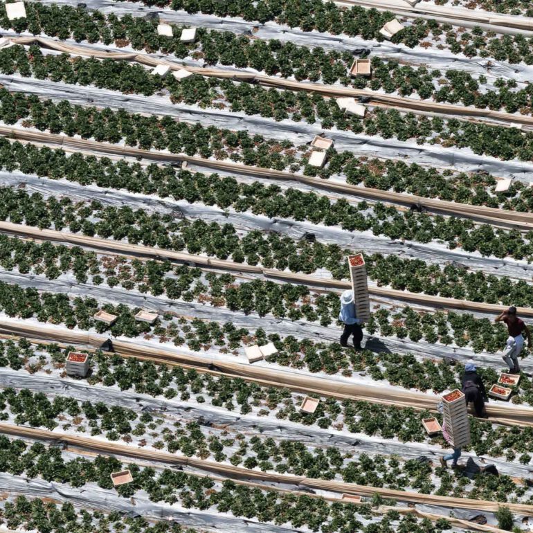 קטיף תותים בדרום השרון