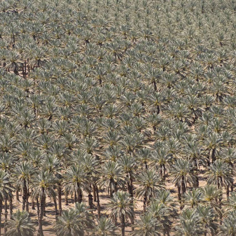 מטע דקלים בערבה