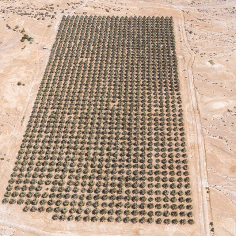צילום אווירי של מטע דקלים בערבה